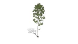 Realistic HD Northern red oak (77/138)