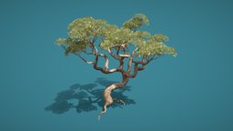 Old Tree tree, plant, leaf, trunk, old, jungle, bonsai, forrest, woof, gelmi