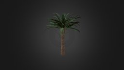 Pineapple Palm tree, plant, forest, small, exterior, palm, pineapple, phoenix, exotic, leaf, foliage, bark, jungle, canariensis, low