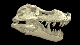 Sues Skull (Tyrannosaurus Rex)