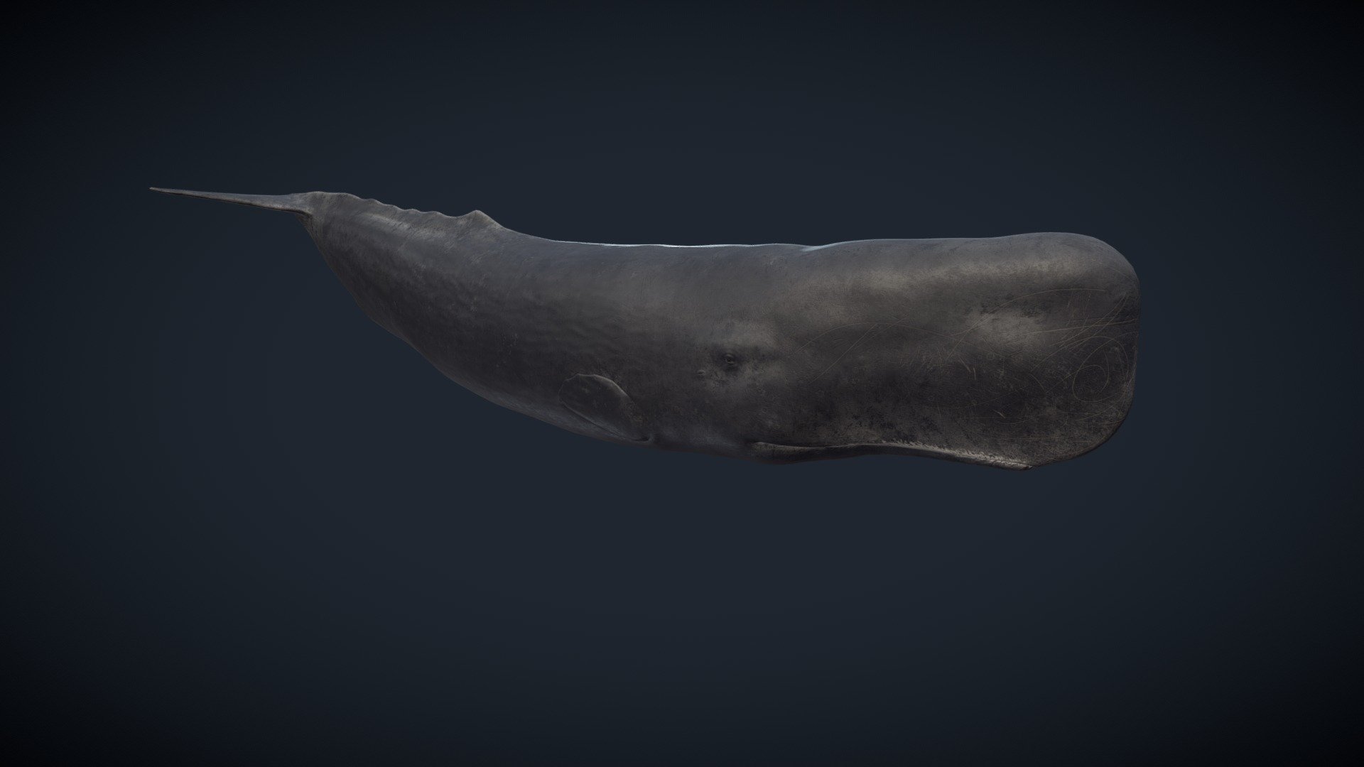 Sculpted in ZBrush
Retopo and UV mapping in Blender
Painted in Substance Painter
Rigged and animated in Blender

Couldn't find any decent 3D cachalot so I made one. Even with some small details I'm not happy with, I can say it's probably the best one out there.

https://youtu.be/vbe9RzhpZTY

Some shots on my ArtStation
You can also find me on Instagram
and Twitter

IMPORTANT If you buy this product, I include a .zip with:


Original .blend file. This one has a basic, yet better rig than the one used for this preview which does NOT contain animations. I recommend you to export to your filetype of preference using this .blend
.fbx and .obj files.
.zip with all the textures (Normalmap, AO, roughness, height and 3 albedo maps: one normal color, one much darker, and a white, &ldquo;Moby Dick