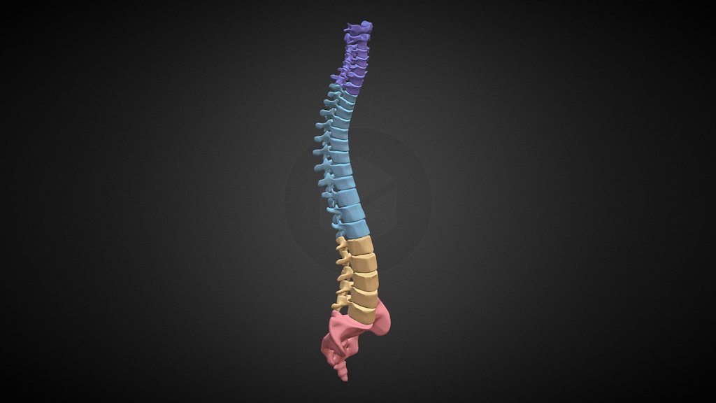 Rather than make each region of the spine it's own upload, it made sense to upload all 4 regions together.

In order for me to understand the way the spine works I studied some wonderful models on this site as well as using my own art books to help me figure out what the characteristics are for each region.

The Cervical region being far more delicate and intricate for hosing nerves and allowing movement of the head.
The Thoracic featuring slightly larger and more simplistic vertebra that create overlaping links at the back to prevent our backs from bending too far the wrong way. They also have longer spinous processes that fold over oneanother.
Then the Lumbar region has these really heavy duty vertebra that again interlock to maximise on supporting the weight of the torso. So cool!

Lastly the Sacral region which pairs with the hips to form the pelvis!

Anyway, this has been a fun study to do and will continue with the pelvis, ribs and shoulder girdle! - March17 Torso Study: Full Vertebral Column - 3D model by Hammer (@jackhammer) 3d model
