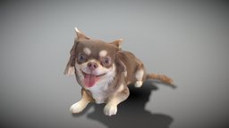 Chihuahua dog lying down 36 archviz, scanning, dog, pet, animals, mammal, hunting, puppy, domestic, realistic, canine, dachshund, chihuahua, photoscan, photogrammetry, game, 3d, lowpoly, house, animal, interior, highpoly, chihuahuan, scanpet