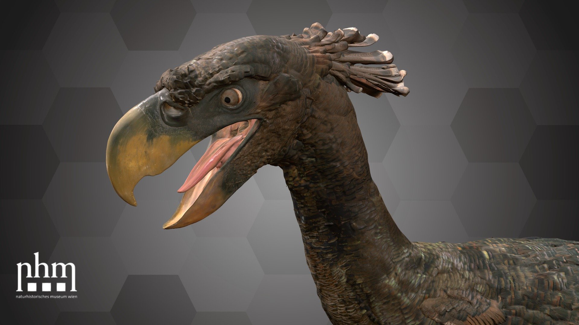 3D scan of a Terror-bird model from the species Paraphysornis brasiliensis. Members of the Phorusrhacidae family are commonly known under the term “Terror-birds”. Species of these apex predators could reach a height up to 3 meters! They lived mainly in South America from the early Tertiary (55 million years ago) until the late glacial period. 

This model can be found in Hall 9 at the NHM Vienna.

Specimen: Paraphysornis brasiliensis (Alvarenga, 1982)

Inventory number: NHMW-Geo 2012/0007/0001

Collection: Natural History Museum Vienna, Geology &amp; Paleontology Dept., Vertebrate Coll. (curator: Ursula Göhlich)

Find out more about the NHMW here.

Scanned and edited by Nikola Brodtmann, Anna Haider &amp; Viola Winkler (NHMW)

Scanner: Artec Leo. Infrastructure funded by the FFG 3d model