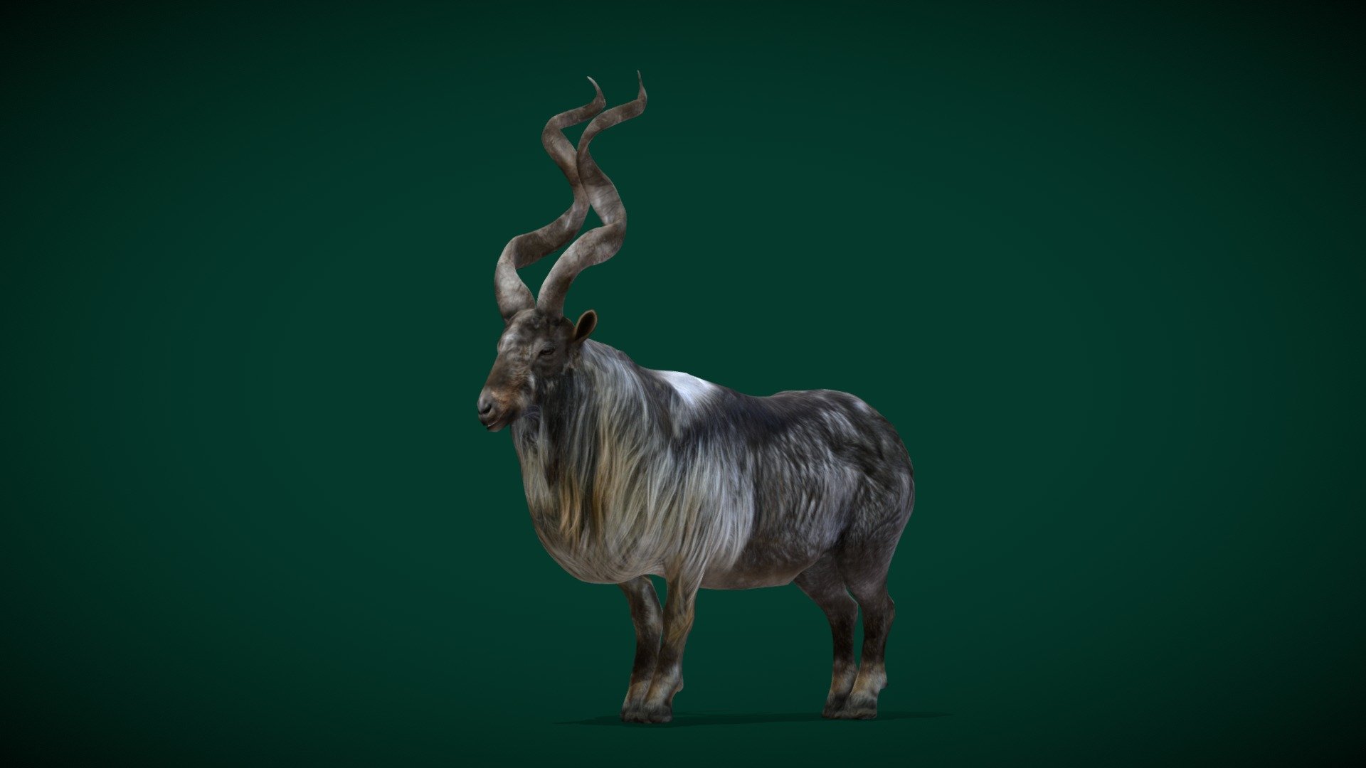 Markhor Large Wild Goat (large wild Capra )Engandered

Capra falconeri Animal Mammal Animalia (Pakistan)Bovidae

1 Draw Calls

Midpoly 

Game Ready Asset

Subdivision Surface Ready

8- Animations

4K PBR Textures Material

Unreal FBX (Unreal 4,5 Plus)

Unity FBX

Blend File 3.6.5 LTS

USDZ File (AR Ready). Real Scale Dimension (Xcode ,Reality Composer, Keynote Ready)

Textures Files

GLB File (Unreal 5.1 Plus Native Support)


Gltf File ( Spark AR, Lens Studio(SnapChat) , Effector(Tiktok) , Spline, Play Canvas,Omiverse ) Compatible




Triangles -13196  



Faces -6516

Edges -13128

Vertices -6626

Diffuse, Metallic, Roughness , Normal Map ,Specular Map,AO,

The markhor is a large wild Capra species native to South Asia and Central Asia, mainly within Pakistan, the Karakoram range, parts of Afghanistan, and the Himalayas. It is listed on the IUCN Red List as Near Threatened since 2015 3d model