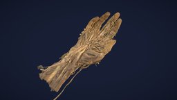 Hand Rostock anatomy, human, hand