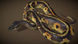 Blackhead Ball Python africa, snake, python, crawl, serpentes, reptilia, squamata, ball, royal, blackhead, pythonidae