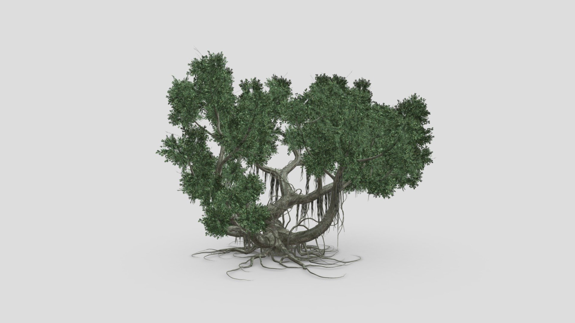 We provide a banyan, also spelled “banian”, is a fig that begins its life as an epiphyte, i.e. a plant that grows on another plant, when its seed germinates in a crack or crevice of a host tree or edifice.We hope you use it free and lets see your comments 3d model