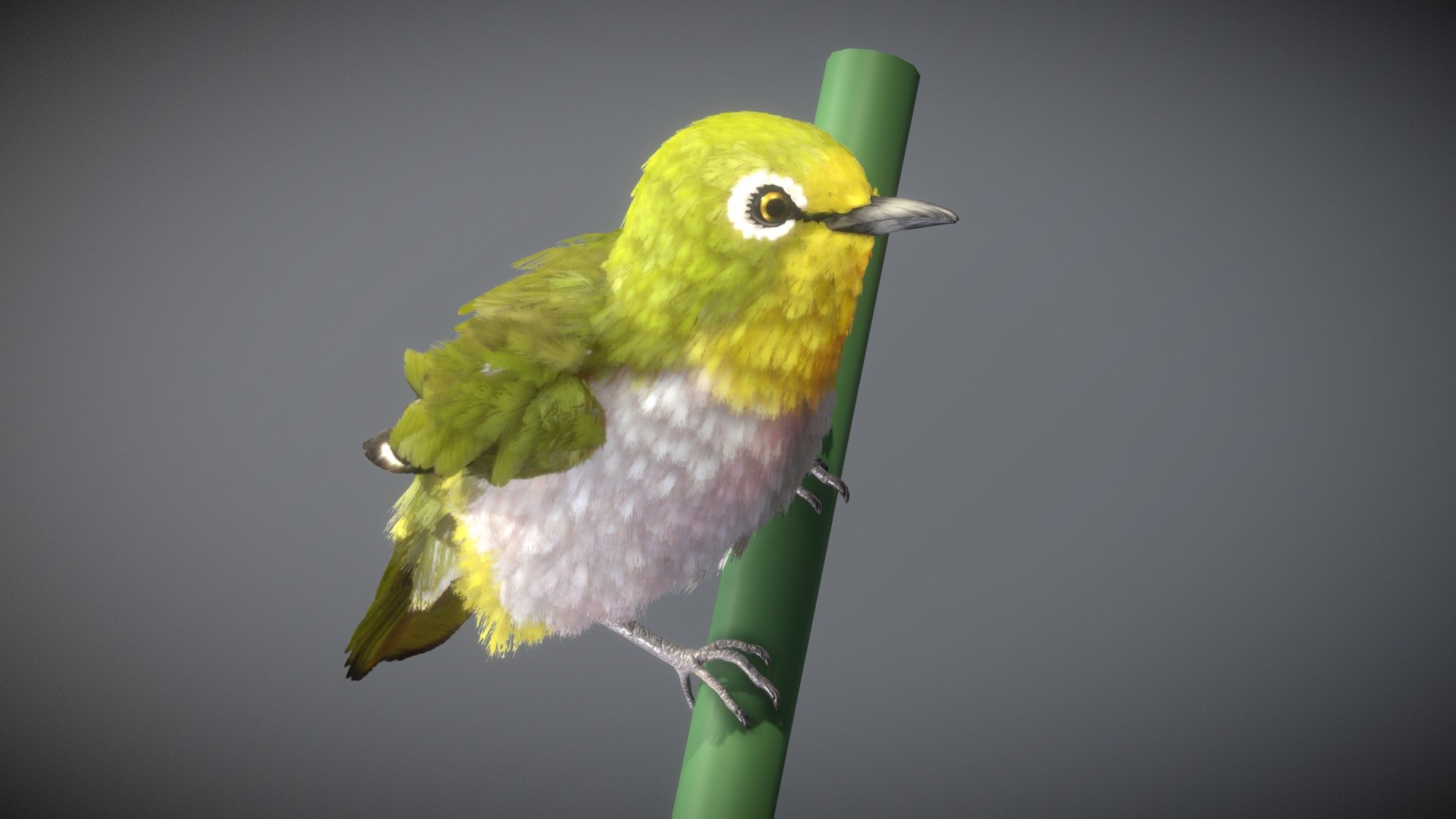 This model can import to Blender. **
Before purchasing this model, you can download Sea Slug — Chromodoris Annae and try to import it.
Because for different software, rigging and animation may have different problems.** - Warbling White-eye - Buy Royalty Free 3D model by NestaEric 3d model