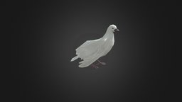 Pigeon bird, birds, pigeon, game-ready, low-poly-model, pigeons, animated-rigged, lowpoly, gameready