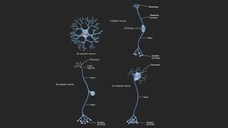 The Four Major Anatomical Classes of Neurons anatomy, brain, biology, cell, motor, sheath, cells, signal, type, neuron, bipolar, terminal, nerve, axon, segment, node, inter, nucleus, soma, dendrite, sensory, neurons, braincells, human, dendritic, myelin, astrocyte, synaptic, dendrites, unipolar, noai, multipolar, ranvier, cellbody, cellanatomy, nerveconnect, synaptics, axonterm, interneuron, "nervousystem", "axons", "anaxonic"