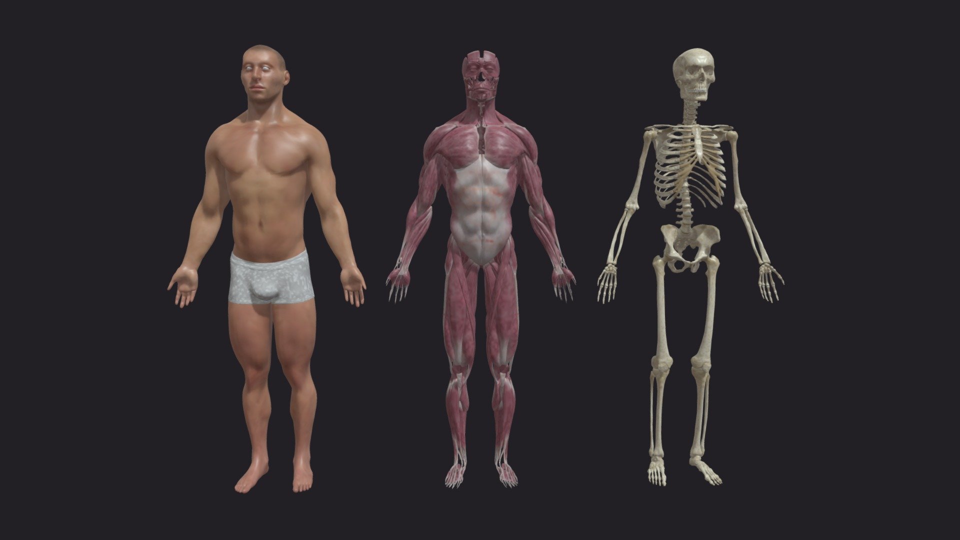 Male Base Mesh Collection - 3D model by Adrian Ngwenya (@saart188) 3d model