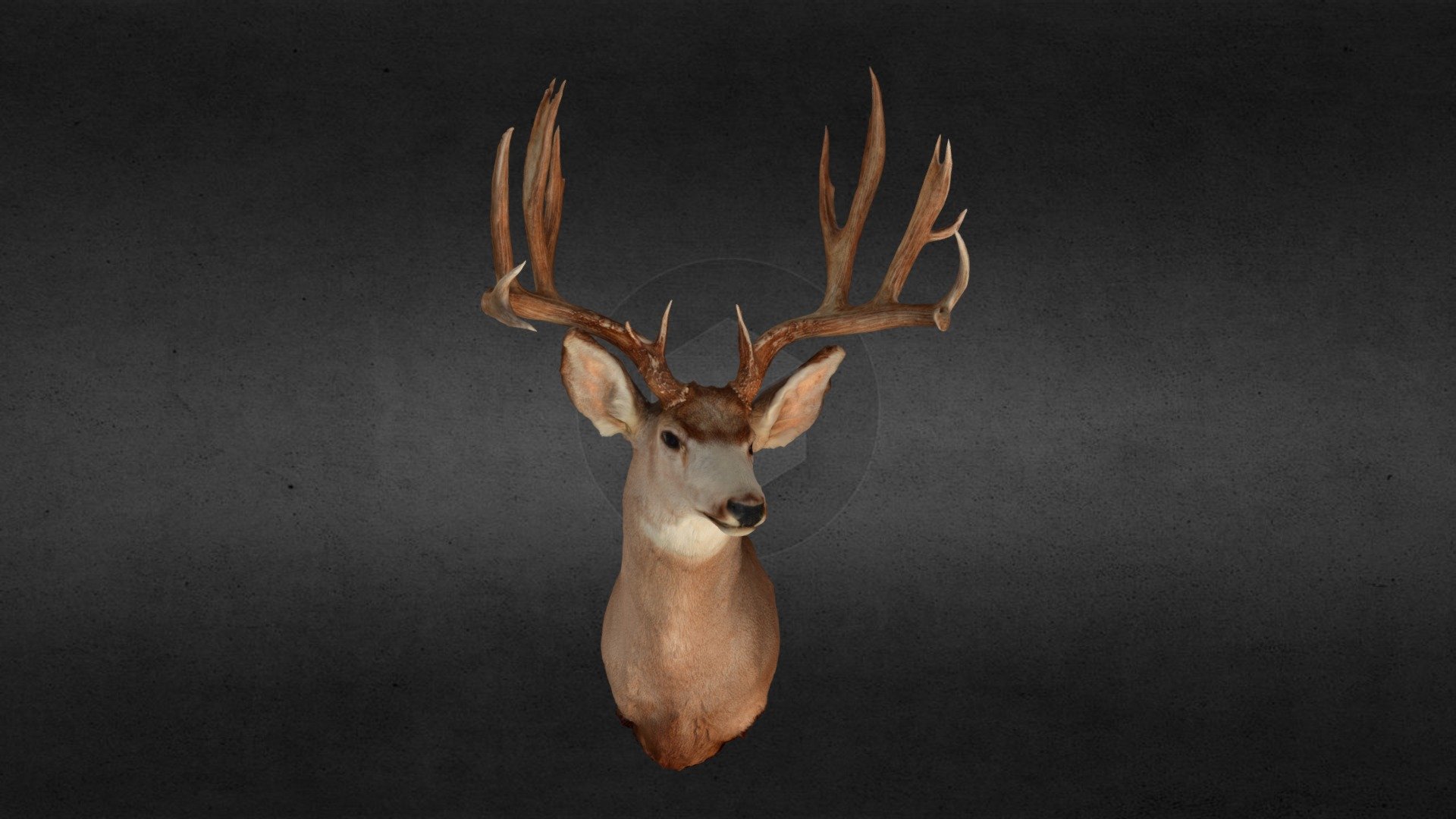 Robert Brock
Mule Deer
149.75 cubic inches of antler - Robert Brock Mule Deer - 3D model by 3D Big Game (@bishoppa) 3d model