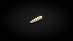 A Maggot Model 3d Game Asset gross, bug, enemy, disgusting, larva, maggot, smelly, asset, game, fly, creature, animated