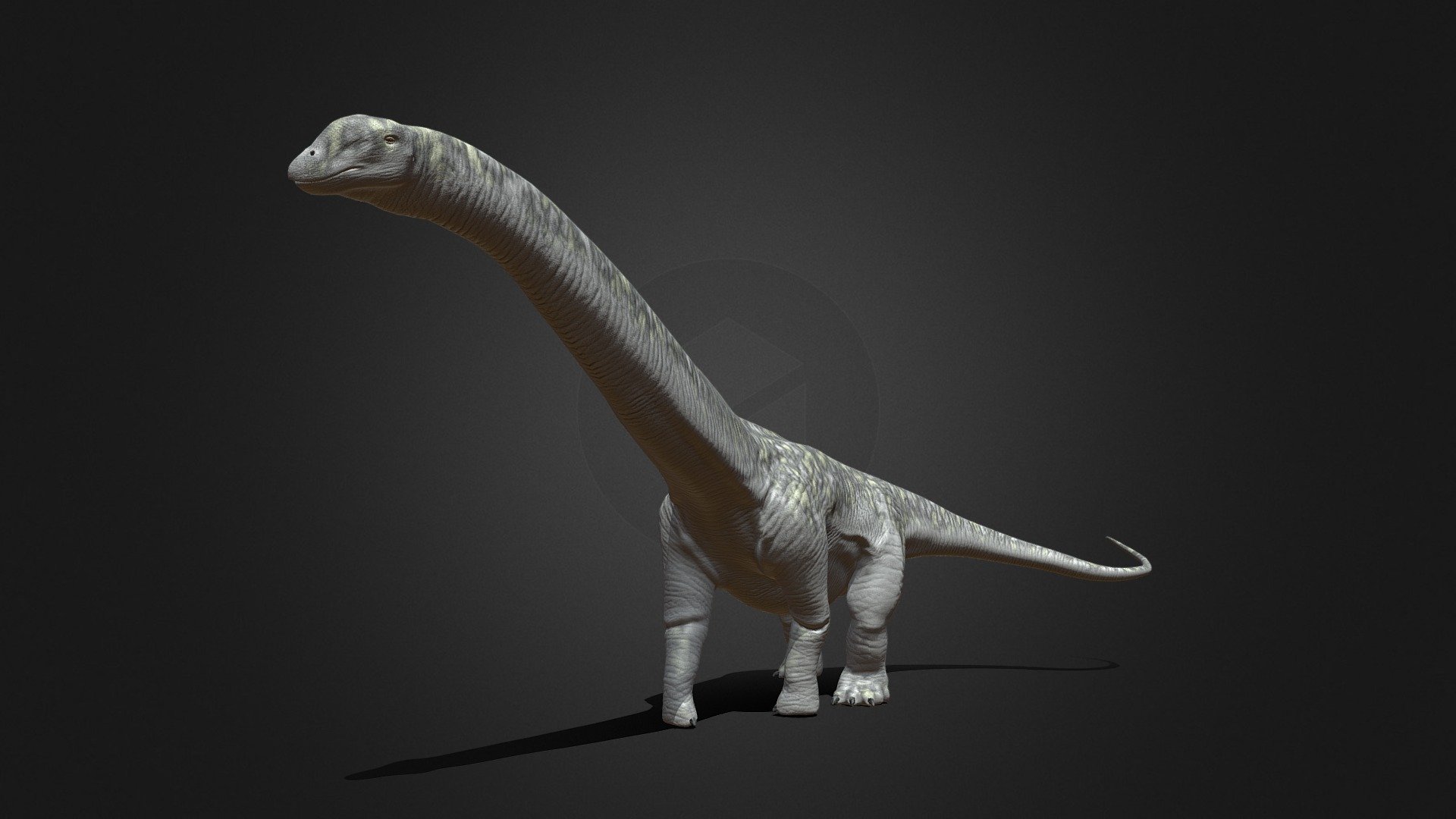 It is the largest dinosaur in history at 35 meters in length 3d model