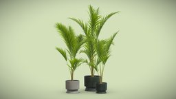 Majesty Palm 02 pot, tropical, palm, indoor, exotic, potted, palmtree, majesty, dark, plastic, interior, rivularis, ravenea