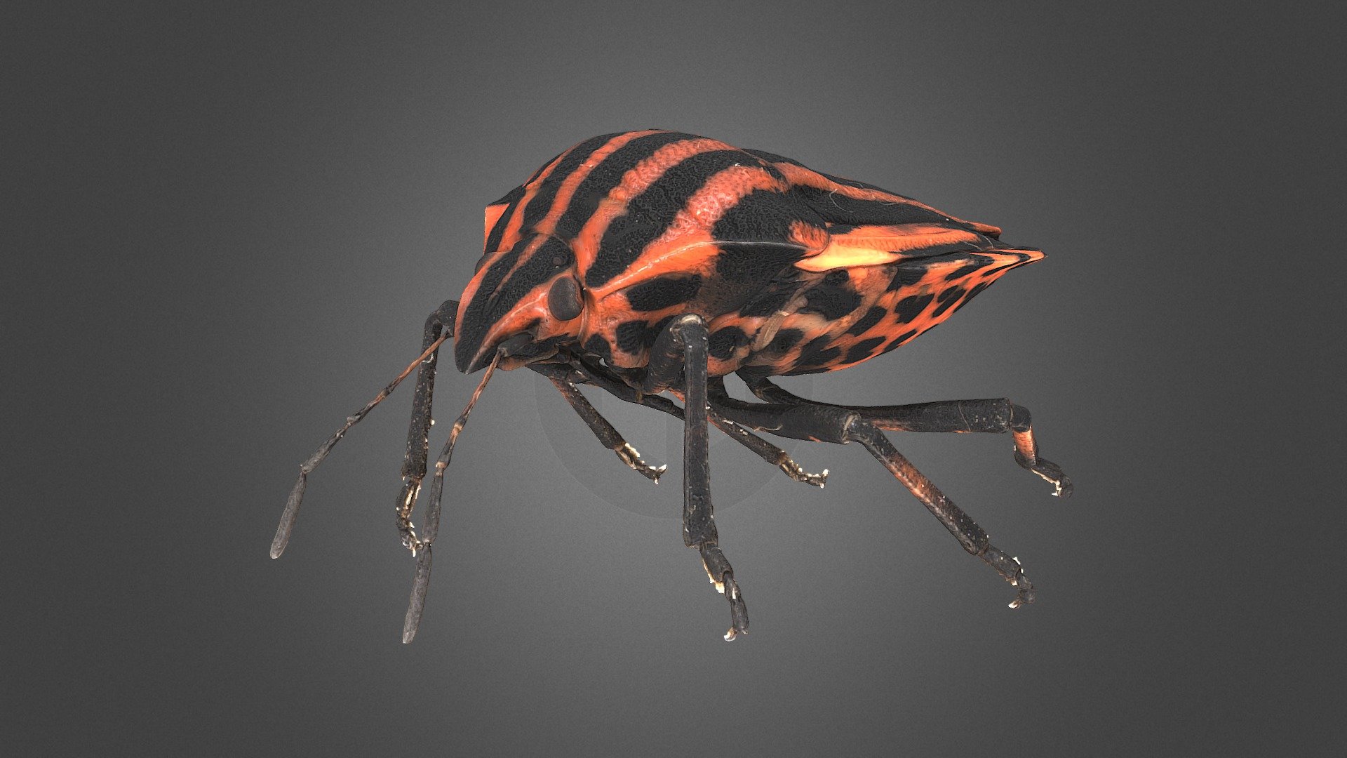 This is Graphosoma lineatum, the striped or minstrel bug. This beautiful insect is about 1 cm long and was scanned with some novel upgrades in our #disc3d
https://zookeys.pensoft.net/article/24584/ - Graphosoma lineatum - Download Free 3D model by Digital Archive of Natural History (DiNArDa) (@disc3d) 3d model