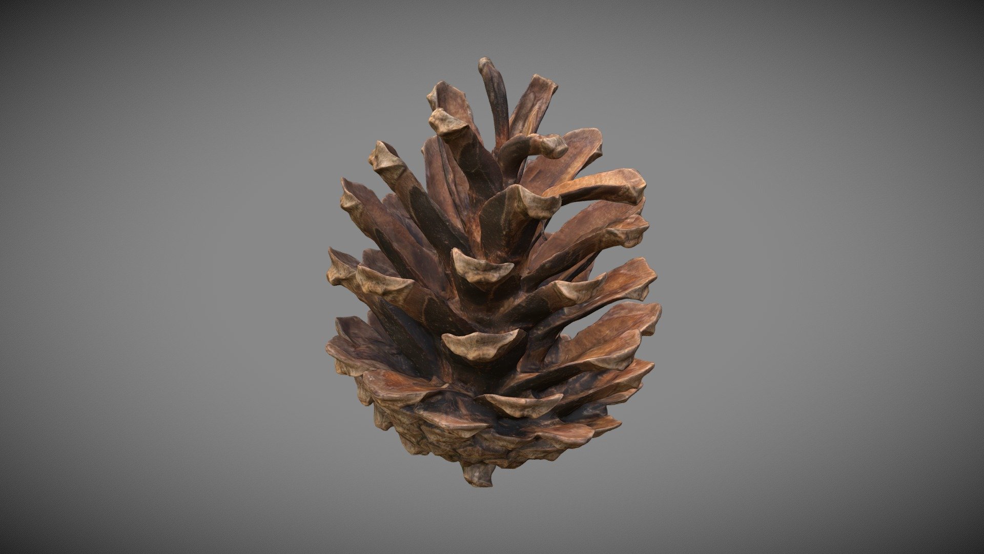 Photo scan of a conifer cone.

https://skfb.ly/oGZML - Conifer Cone - Buy Royalty Free 3D model by Eydeet 3d model