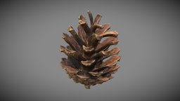 Conifer Cone tree, plant, forest, flora, pine, prop, ground, cone, christmas, seed, decor, realistic, nature, conifer, pinecone, photoscan, photogrammetry, asset, 3dscan, wood, conifer-cone