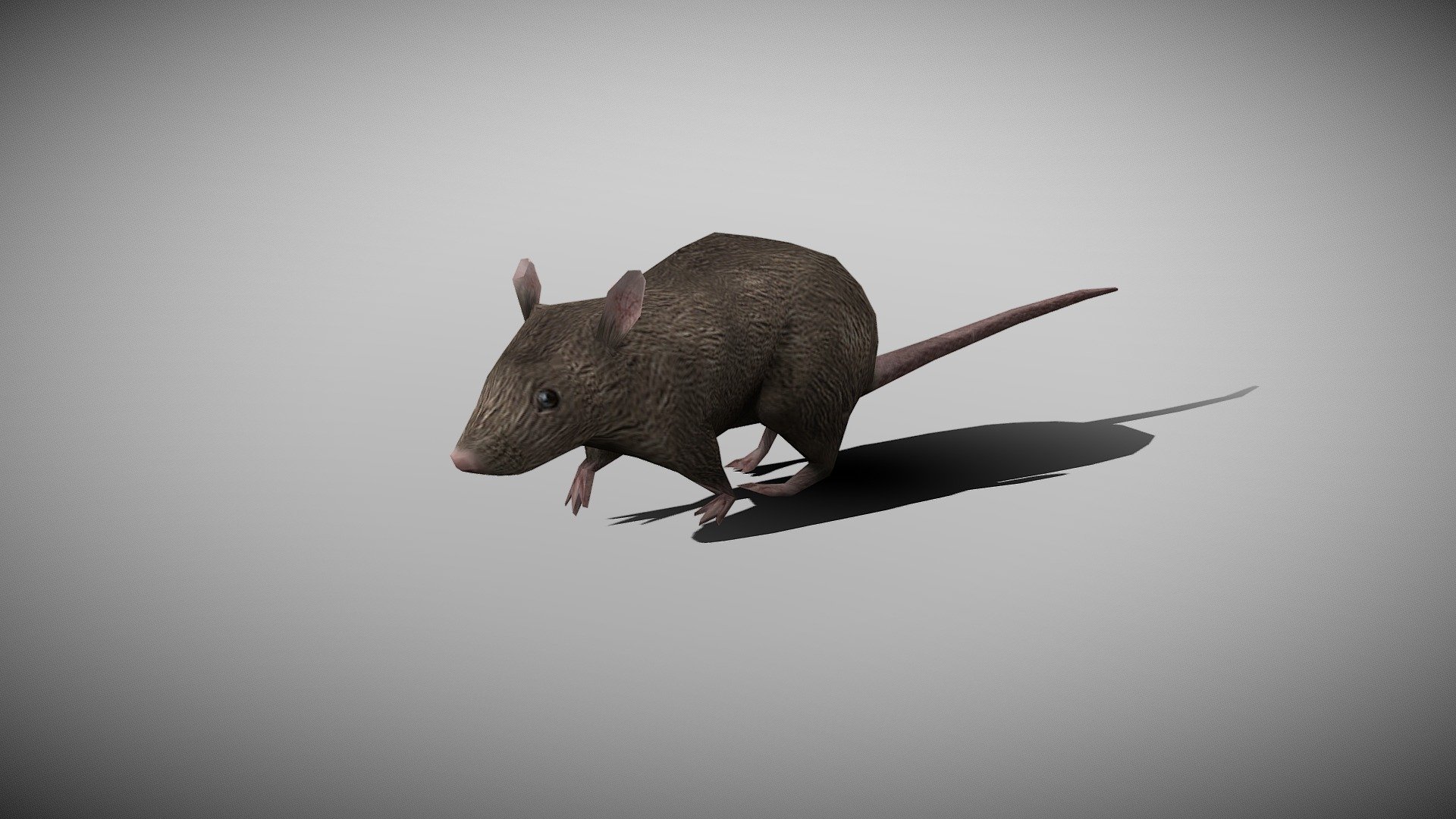 WATCH =
3D Rat Realistic Character

PACKAGE INCLUDE

High quality model, correctly scaled for an accurate representation of the original object
High Detailed Photorealistic Lion, completely UVmapped and smoothable
Model is built to real-world scale.
Many different format like blender, fbx, obj, iclone, dae
Separate Loopable Animations
Ready for animation
High Quality materials and textures
Triangles = 950
Vertices = 477
Edges = 1425
Faces = 950

ANIMATIONS

Idle
Idle 2
Walk
Walk Fast
Run
Eat
+Many different 3d Print Poses

NOTE

GIVE CREDIT BILAL CREATION PRODUCTION
SUBSCRIBE YOUTUBE CHANNEL = https://www.youtube.com/BilalCreation/playlists
FOLLOW OUR STORE = https://sketchfab.com/bilalcreation/models
LIKE AND GIVE FEEDBACK ON THE MODEL

CONTACT US                 =  https://sites.google.com/view/bilalcreation/contact-us
ORDER  DONATION   =  https://sites.google.com/view/bilalcreation/order - RAT ANIMATED - Buy Royalty Free 3D model by Bilal Creation Production (@bilalcreation) 3d model