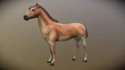 Horse horse, animal