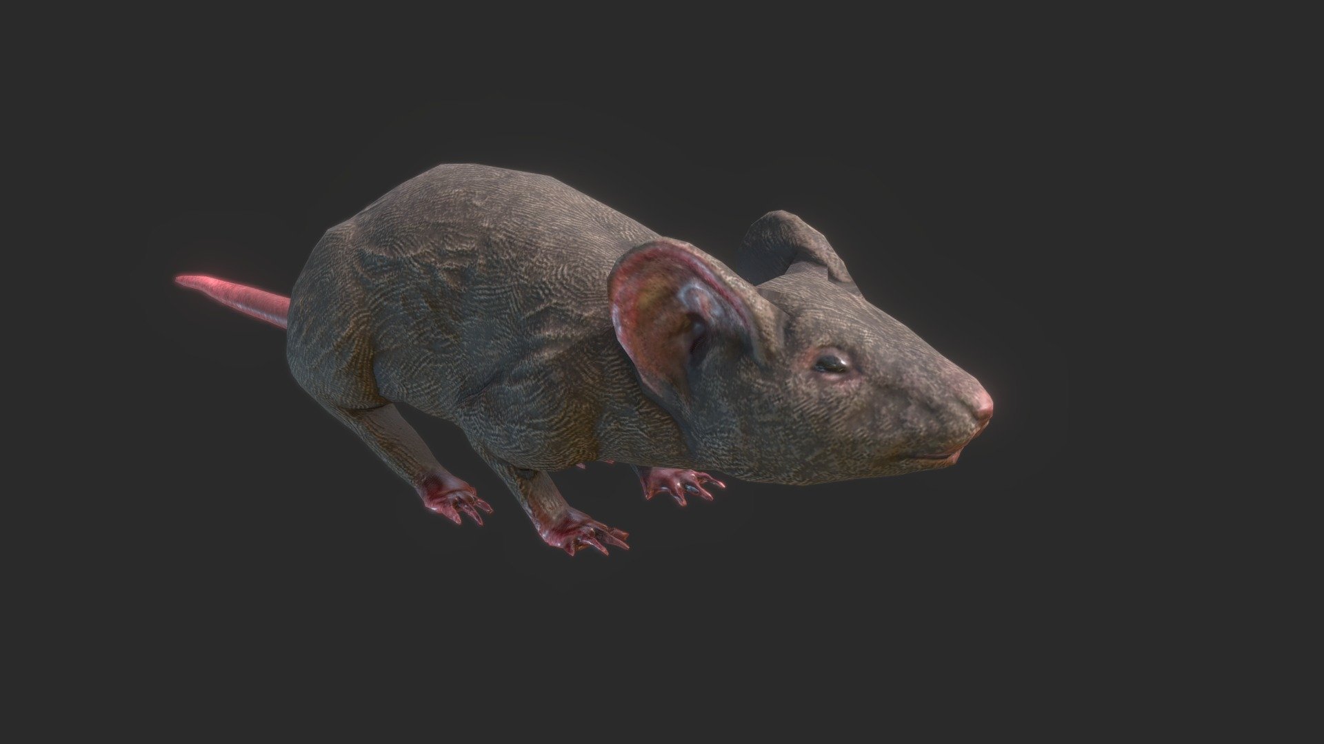 Small rat done as part of a bigger project which I felt deserved its own spotlight - Rat - Buy Royalty Free 3D model by asfodelo 3d model