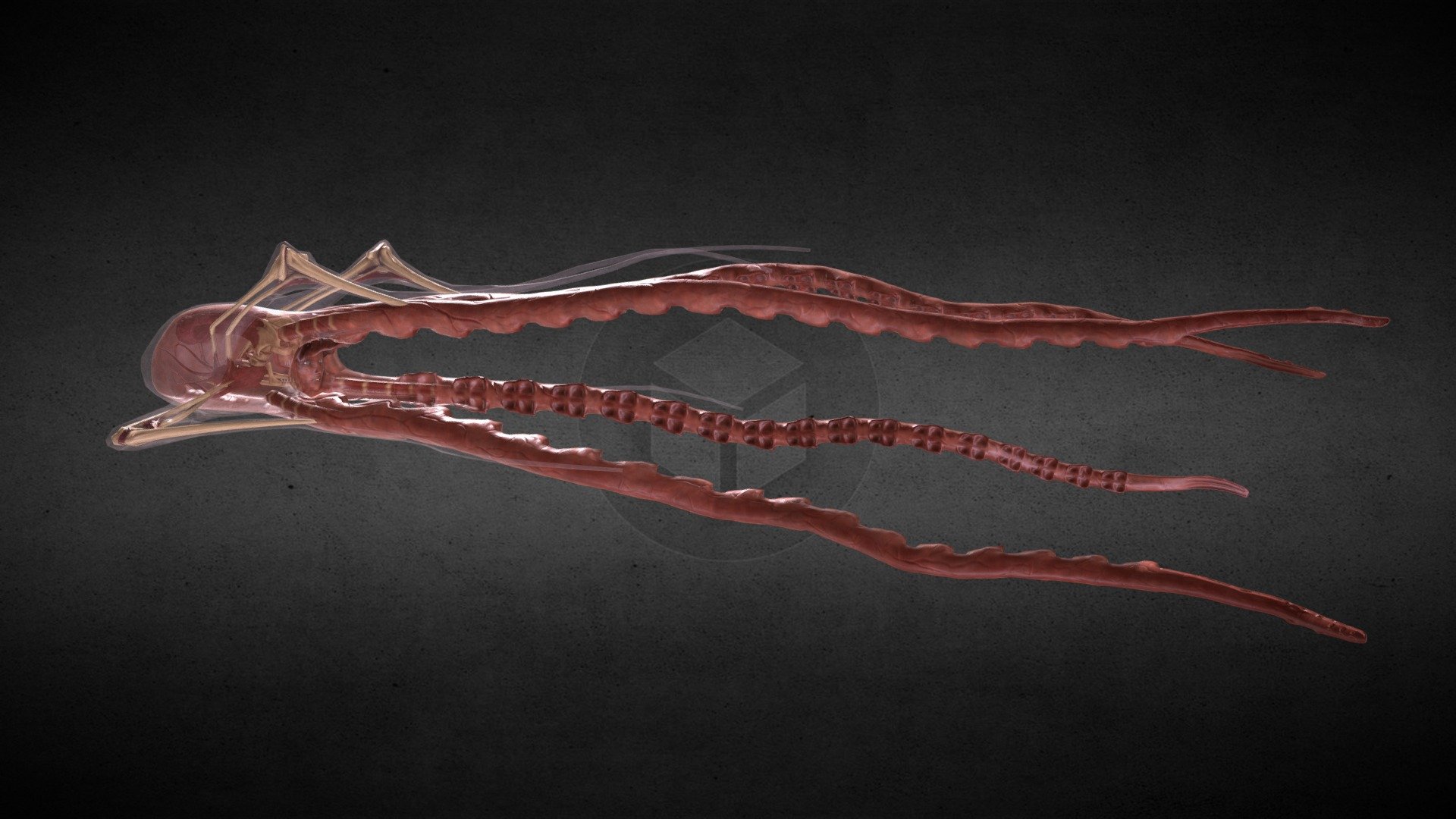 Xyanide resurrection squid animated model. Concept art by Robin Keizer with all rights reserved. 

This model contains 3 materials at 2k resolution, and just over 200 bones 3d model