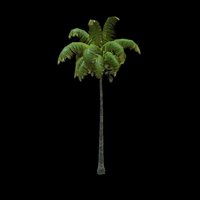 Coconut Palm 4 flora, tropical, videogames, palm, vegetation, beach, jungle, tropic, coconut