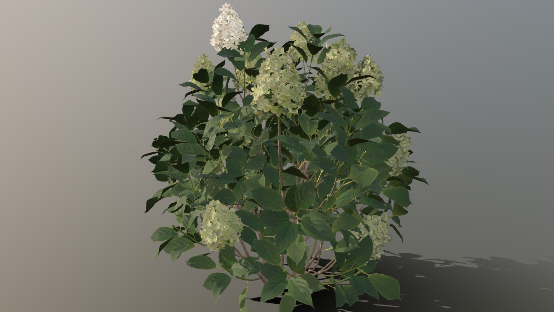 Hydrangea paniculata 'Limelight' - 3D model by Laubwerk 3d model