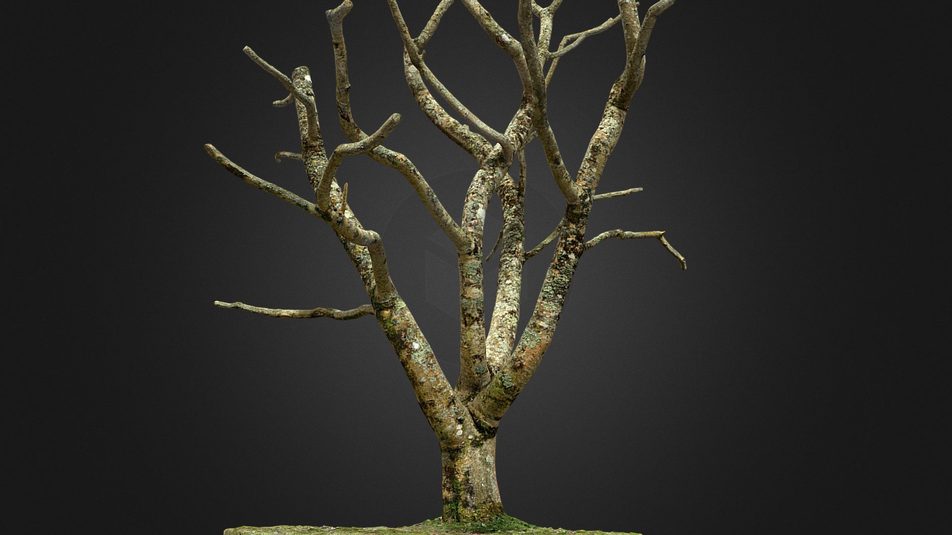 Magnolia campbelli Darjeeling

Reconstructed in 3D using photogrammetry

107366 triangles

8k textures (color, normal,occlusion)

Format .blend and .obj - Magnolia tree trunk - Buy Royalty Free 3D model by jemian29 3d model