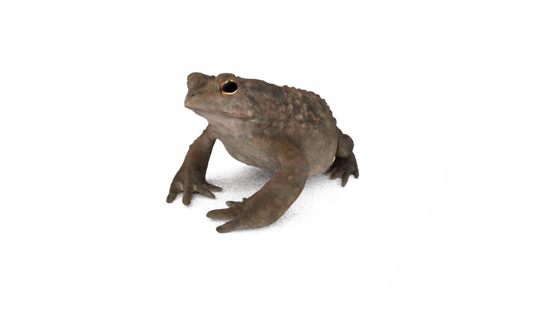 A common toad out of my garden. for the Weekend Contest: Sculpting Nature. 
ZBrush (sculpting, painting)+Blender (uv-mapping, texturing) - Common Toad. #3DSM1 - 3D model by Mieke Roth (@miekeroth) 3d model