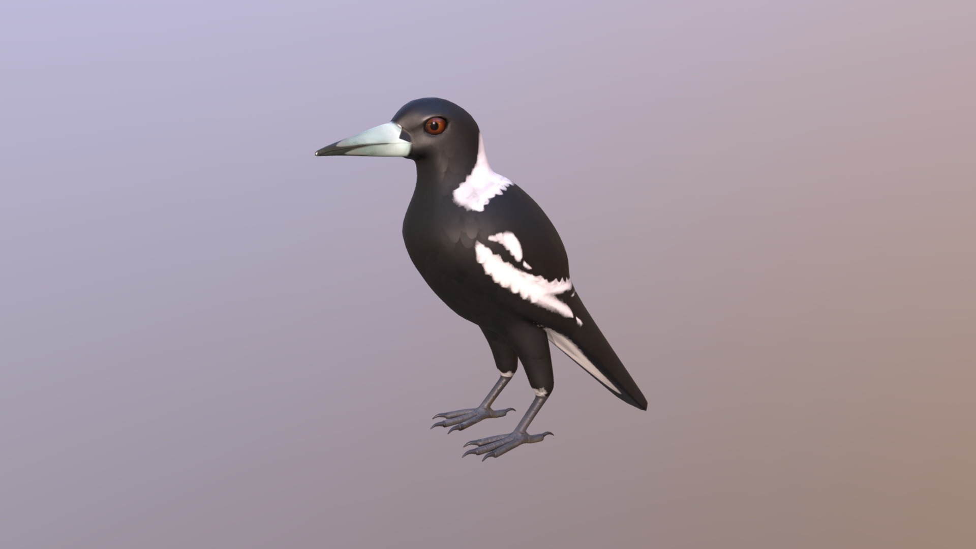 Australian Magpie created for KNB 217 3d model