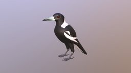 Australian Magpie Mid Poly