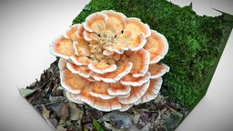 Big bright mushroom