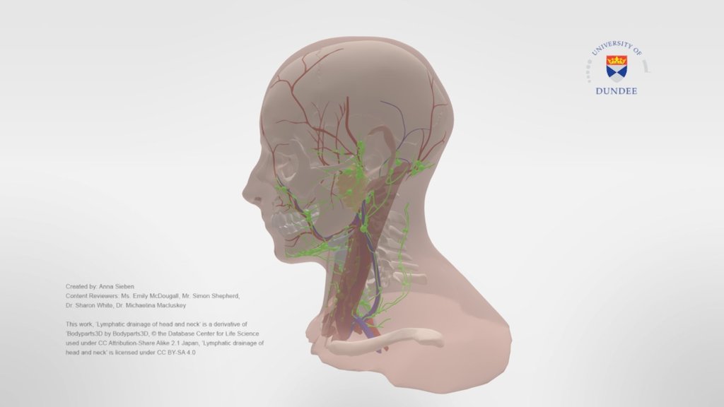 The model depicts the lymphatic system in the head and neck as well as some other anatomical structures. It is  part of an online resource for dentistry students on oral cancer 3d model