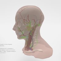 Lymphatics of head and neck anatomy, education, medicine, elearning, dentistry, human-head, human-anatomy, medical_model, school-of-dentistry, anatomical-model, uod, headandneck, scottish-dental-education-online, lymphatic, lymphatic_system, zbrush