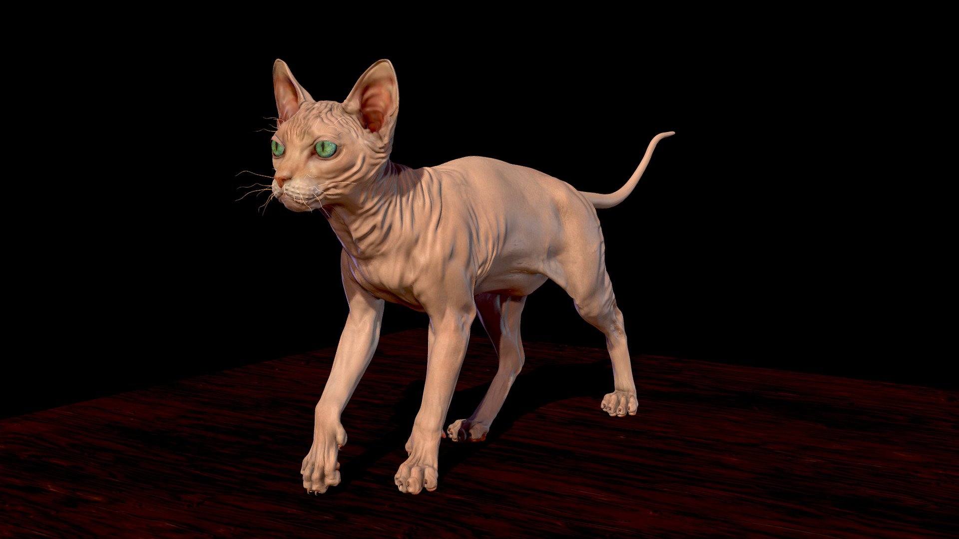 decimated sculpt of hairless sphynx cat
textures handpainted - Sphynx hairless Cat - Buy Royalty Free 3D model by verena boeck (@kling) 3d model