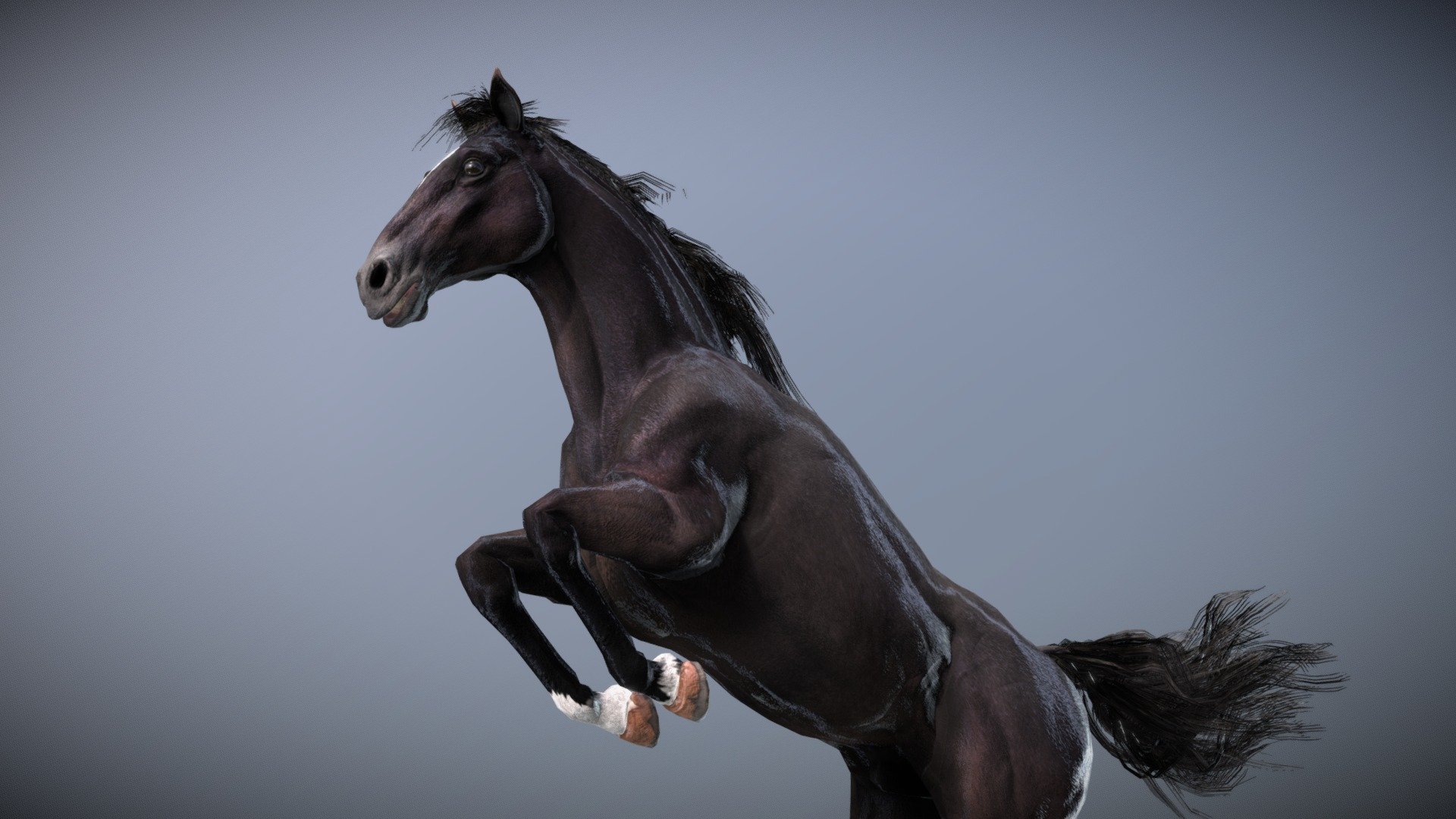 This model can import to Blender. **
Before purchasing this model, you can download Sea Slug — Chromodoris Annae and try to import it.
Because for different software, rigging and animation may have different problems.** - Horse — Spanish Mustang ( Black ) - Buy Royalty Free 3D model by NestaEric 3d model