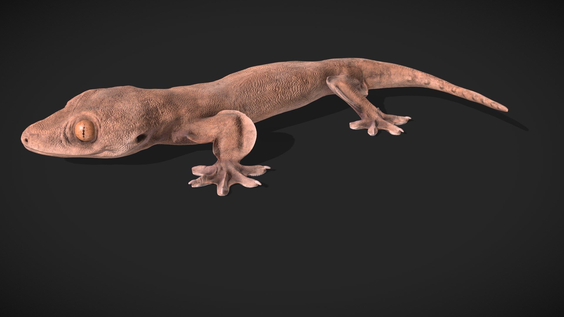 This is a 3D animation of the gecko Lupersaurus macgregori.  This 3D mesh was created by integratring a CT-scan of a preserved adult male specimen with images and video from other live individuals.  The creation of this model was done in collaboration with Matt Heinicke, Tony Gamble and Cameron Siler.  Creation of this model was supported by NSF grant NSF DEB-1657527).  CG artist Johnson Martin created the model.  Juan Daza kindly provided us with the CT-scan.

Downloads are freely available for creative and non-profit use. To inquire about licensing, please visit www.digitallife3d.org 3d model