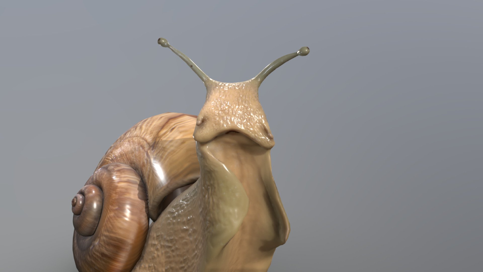 Snail - 3D model by atypotopyta 3d model