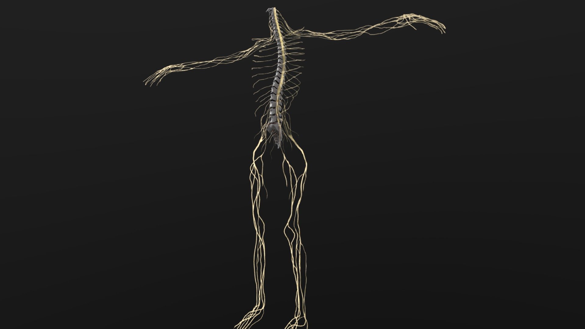 This is the human central nervous system, including the spine section, I did 3D modeling based on many real anatomical photos, in pursuit of film-level detail and fidelity - central nervous system - Buy Royalty Free 3D model by haibo (@haibo545001) 3d model