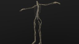 central nervous system anatomy, spine, nerve, meridian, substancepainter, substance, medical