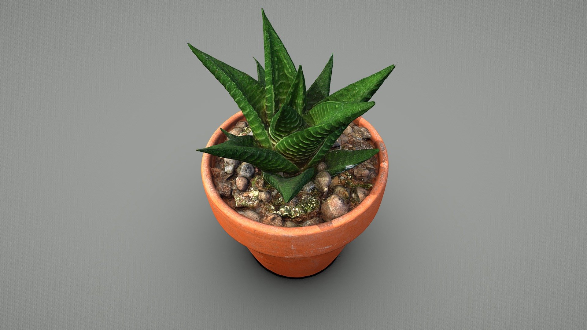 Haworthiopsis Limifolia

A  game-engine ready model with clean quad topology

Model includes 8k diffuse map, 4k normal map, 4k ambient occlusion map

Photos taken with A7Riv + D5300

Processed with Metashape + Blender + Quad remesher - Fairy washboard plant - Buy Royalty Free 3D model by Lassi Kaukonen (@thesidekick) 3d model