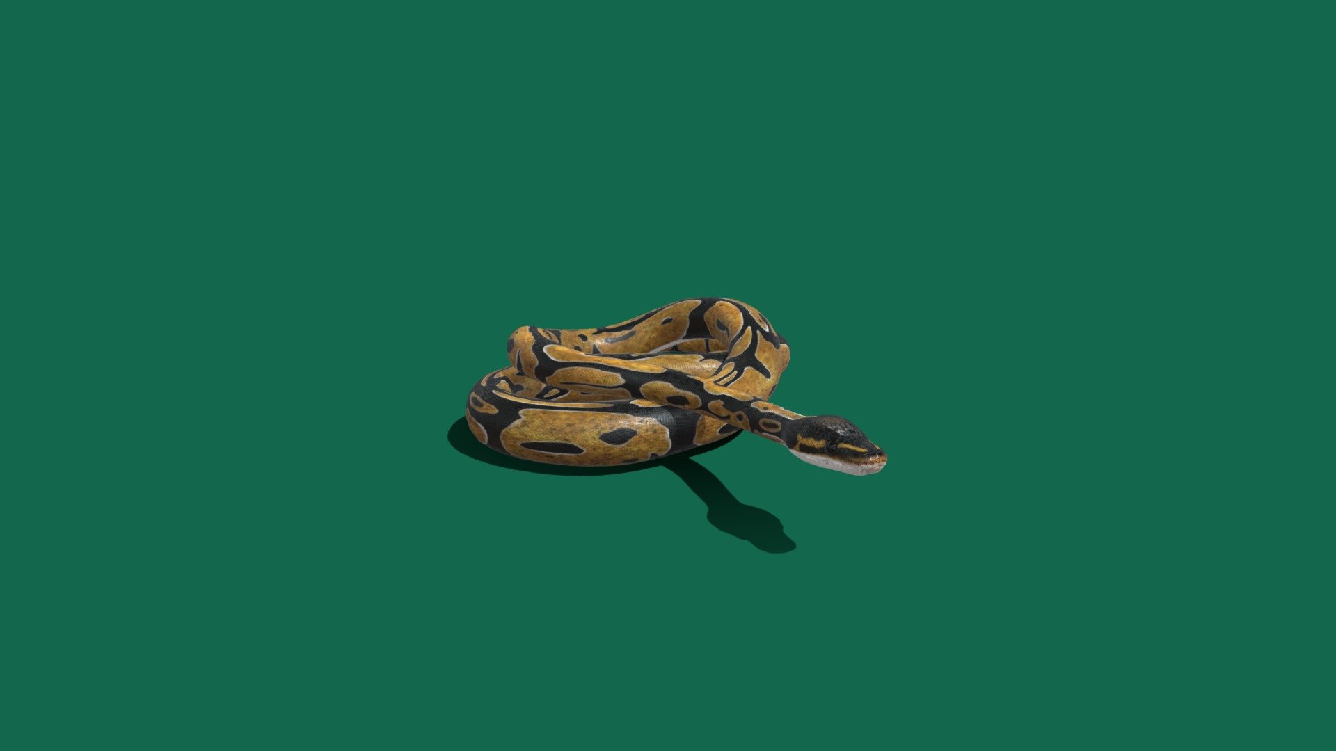 (Fixed)version -joints/errors animation plays and texture baked.
  The ball python, also called the royal python, is a python species native to West and Central Africa, where it lives in grasslands, shrublands and open forests. This nonvenomous constrictor is the smallest of the African pythons, growing to a maximum length of 182 cm. Wikipedia
Lifespan: 30 years (Male, In captivity)
Species: P. regius
Class: Reptilia
Family: Pythonidae
Genus: Python
Phylum: Chordata
Order: Squamata - Ball Python (Non-Commercial) (Fixed) - Download Free 3D model by Nyilonelycompany 3d model