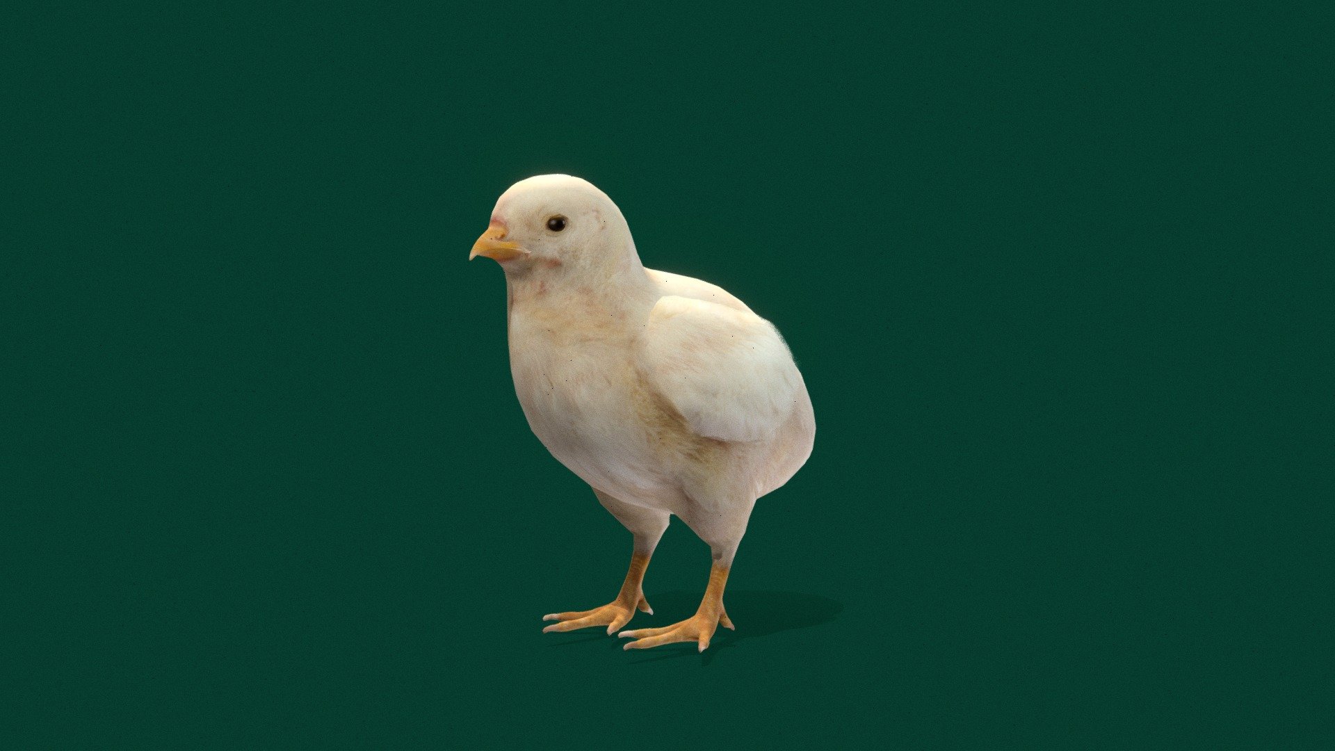 Baby Chicken (Young Chicken) Pullets / Chicks 

‎Gallus gallus domesticus Domesticated Capon ( Birds )

1 Draw Calls

GameReady 

8 Animations

4K PBR Textures Material

Unreal FBX

Unity FBX  

Blend File 

USDZ File (AR Ready). Real Scale Dimension

Textures Files

GLB File


Gltf File ( Spark AR, Lens Studio(SnapChat) , Effector(Tiktok) , Spline, Play Canvas ) Compatible




Triangles : 7588



Vertices  : 3831

Faces     : 5224 

Edges     : 9046

Diffuse , Metallic, Roughness , Normal Map ,Specular Map,AO

Chicks are baby chickens! Baby chickens are called chicks, 3 month old females are called pullets (until they start laying eggs around 6 months), adult females who lay eggs are hens, and males are roosters, cocks, or cockerels.
The chicken is a domesticated species that arose from the red junglefowl, originally from India. They have also partially hybridized with other wild species of junglefowl 3d model
