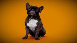 DOG B anatomy, archviz, dog, exterior, animals, photorealistic, bulldog, dogs, labrador, low-poly-model, frenchbulldog, englishbulldog, 3dprint, photogrammetry, 3dscan, animal, interior