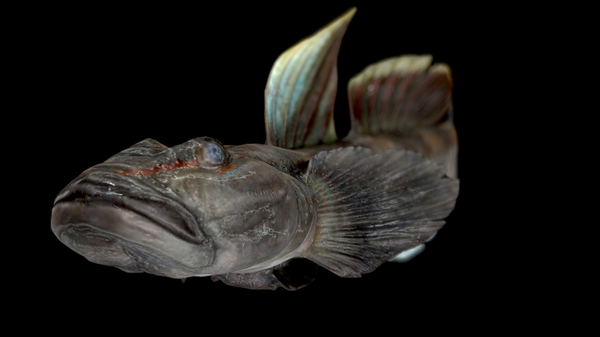 No.1 of 4 models exloring baking looping morph animations in Blender :)

See this collection for all four animations.

Based on トウヨシノボリ ♂ Freshwater Goby, Rhinogobius sp. OR by ffish.asia / floraZia.com, licensed under Creative Commons Attribution 3d model