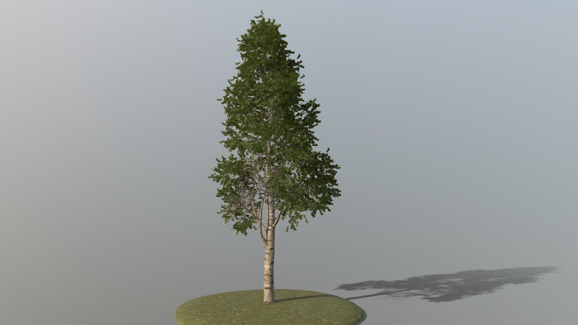 Detailed Description Info:


Model: Silver Birch


Media Type: 3D Model


Geometry: Quads/Tris


Polygon Count: 444233


Vertice Count: 595984


Textures: Yes


Materials: Yes


Rigged: No


Animated: No


UV Mapped: Yes


Unwrapped UV’s: Yes Mixed


|||||||||||||||||||||||||||||||||||


All branches are split out with their corresponding leaves enabling easy modification or rigging should it be required 3d model