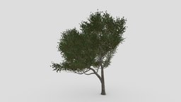 River Birch-SK-08 tree, plant, plants, river, unreal, texas, water, birch, unity, black, riverbirch