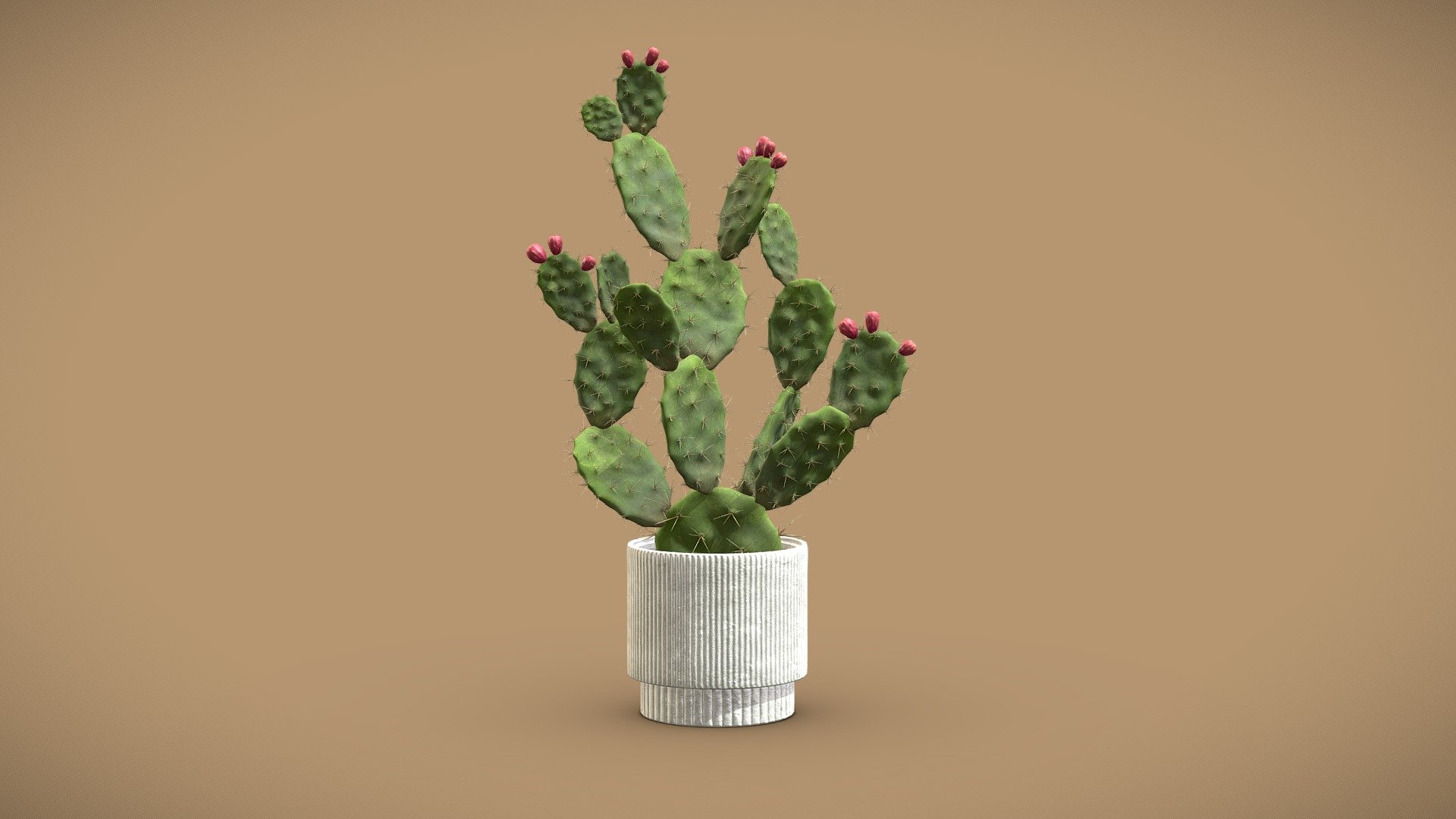 Cactus Opuntia
The Opuntia, or Prickly Pear Cactus, is a visually striking houseplant with flat, oval pads covered in spines. This potted houseplant will bring tropical flair to your indoor renders.

4k Textures




Vertices  128 158

Polygons  124 155

Triangles 234 226
 - Cactus Opuntia - Buy Royalty Free 3D model by AllQuad 3d model